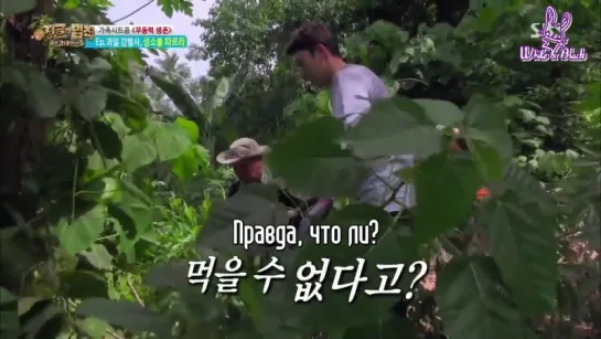 [Кота Манадо] Law of the Jungle 249 /Закон Джунглей 249