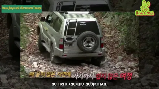 [Восточный Тимор] Law of the Jungle 243 /Закон Джунглей 243