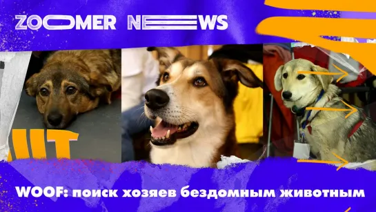 Zoomer News: Woof-фестиваль собак на дизайн-заводе «Флаконе»