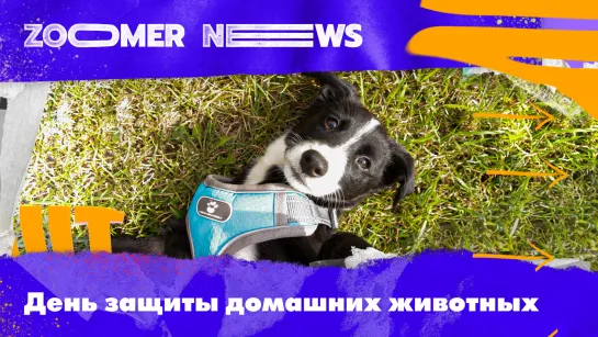 Zoomer News: День защиты бездомных животных.