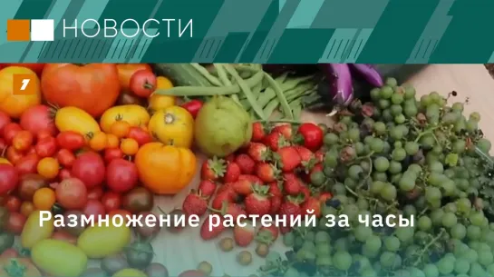 Размножение растений за часы // Инновации на ПМЭФ // Сканер вредности продуктов