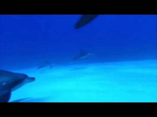 Relaxing Music, the best underwater footage, HD