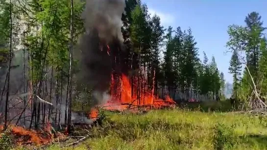 Берегите Лес!