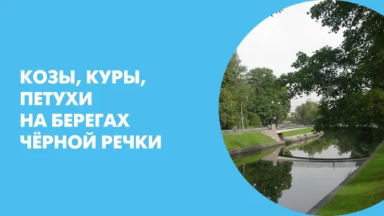 Козы, куры, петухи на берегах Чёрной речки