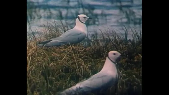 Розовая чайка (В объективе-животные) / 1985