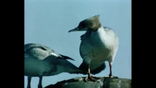 Крохаль (В объективе-животные) / 1985