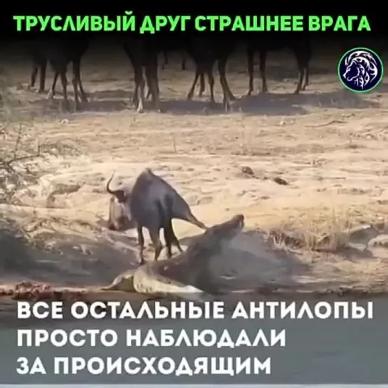 Друг не тот кто с кем ты пьешь. Пример из мира животных. Бегемоты спасли антилопу от крокодила. (Назад в будущее СССР 2.0)