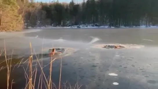 Myжчина и его верный пёс спасают двух провалившихся под лёд собак.