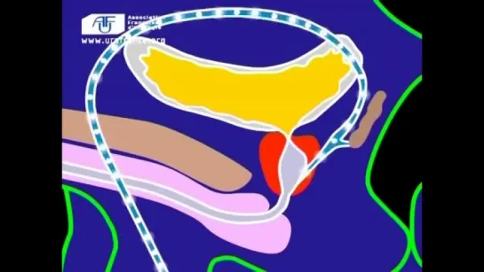 La prostate, rôle et fonctionnement