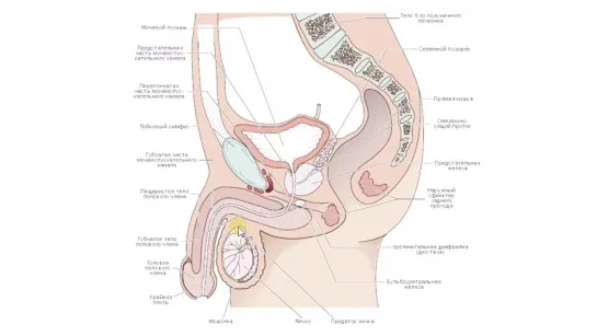 Биология в картинках_ Строение мужской репродуктивной системы (Вып. 27)