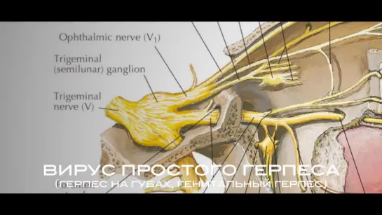 ВИЧ и СПИД. Все самые интересные факты о ВИЧ и СПИДе. ThEx