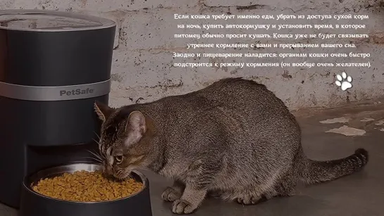 Можно ли кошкам на стол_ 5 наивных вопросов начинающих котовладельцев Can cats sit on the table_