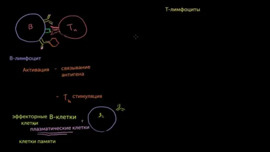 B-лимфоциты и T-лимфоциты популяций CD4 и CD8