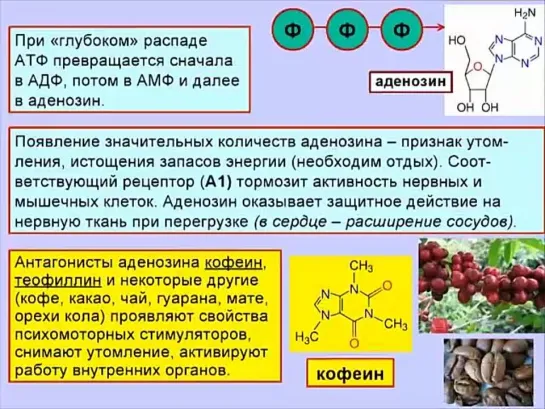 Мозг и наркотики. Психостимуляторы