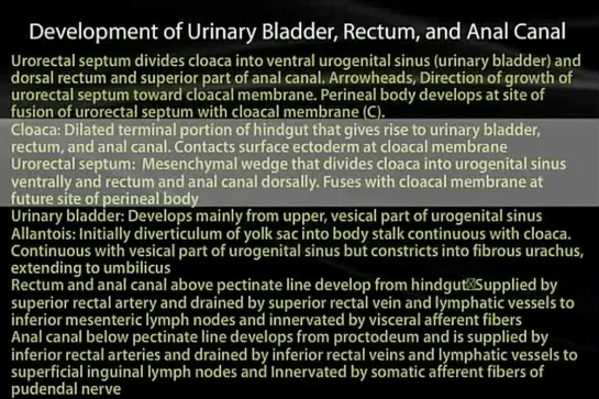 36 Urinary Bladder and Rectum