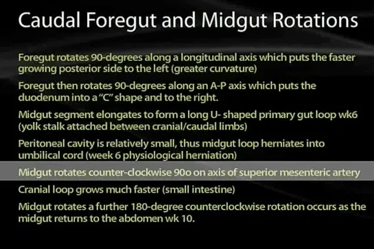 27 Abdominal Cavity and Development