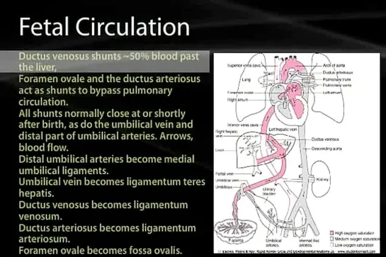 24 Development of the Heart