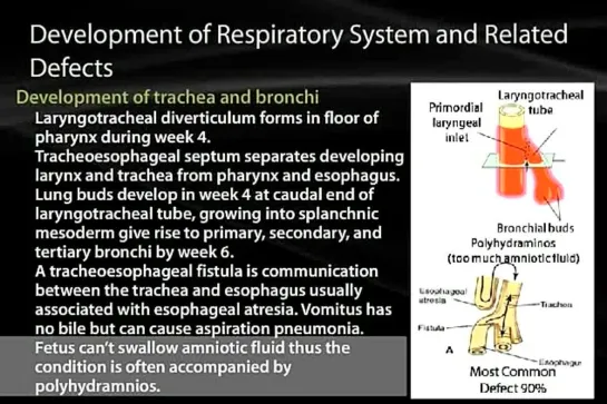 22 Thoracic Cavity and Lungs