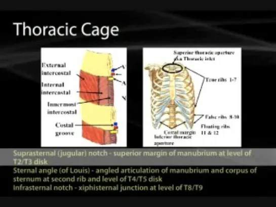 21 Thoracic Wall and Breast