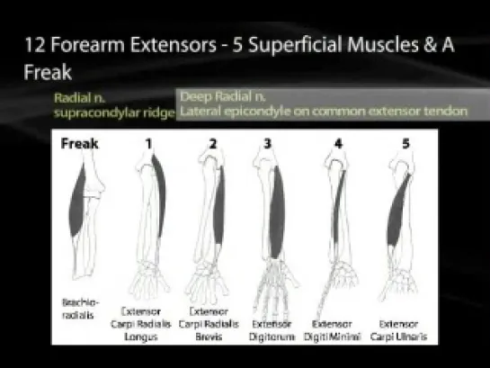 17 Muscles of the Upper Limb