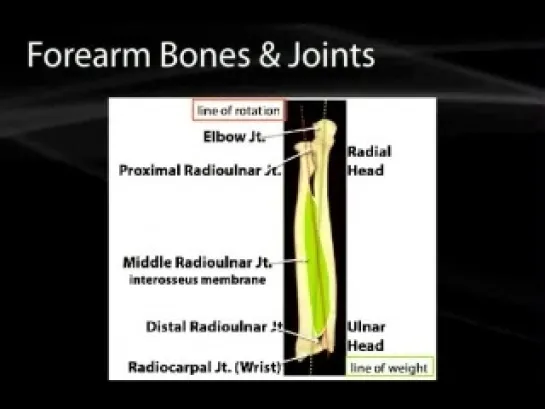 14 Upper Limb Organization