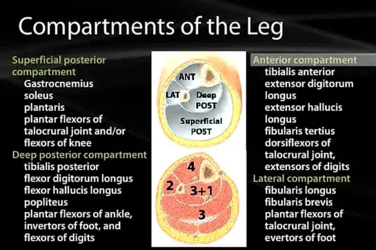 13 Muscles of the Lower Limb