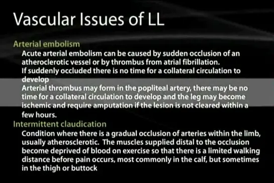 12 Vessels of the Lower Limb