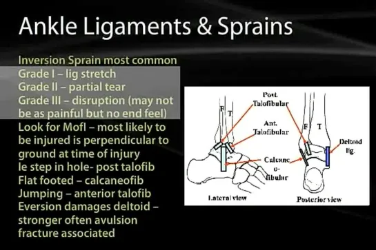 10 Lower Limb Organization