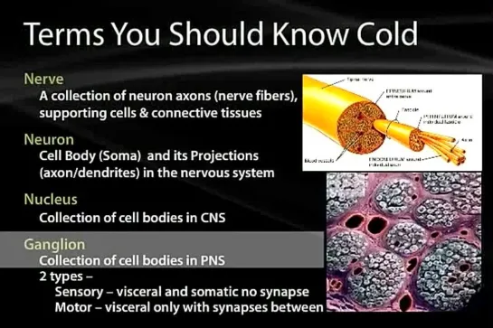 09 Bsic Nervous System and Referred Pain