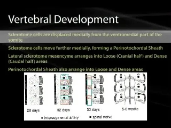 07 Skeleton and Vertebral Development