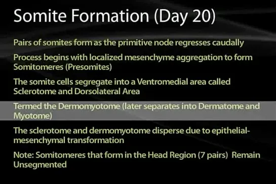 06 Somites and Muscle Development