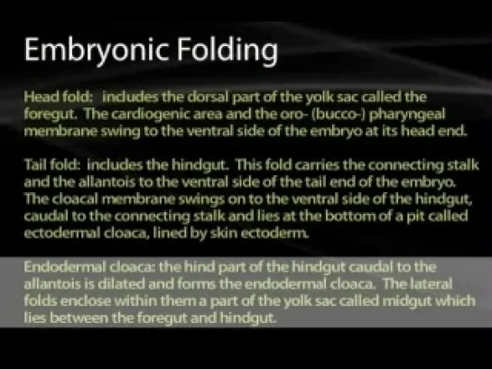 05 Folding of the Embryo