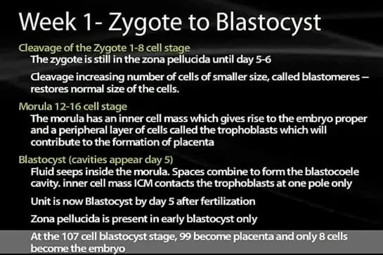 02 Fertilization to Implantation