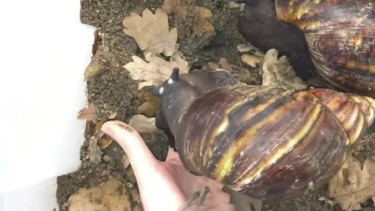 Biggest snail ever! (Archachatina marginata ovum)