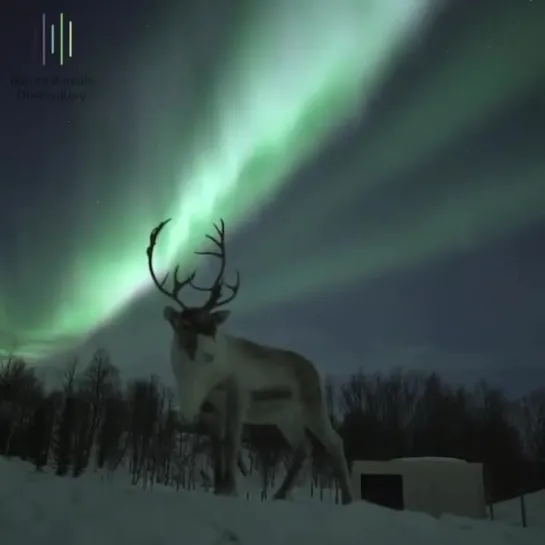 Deer, posing against the backdrop of the Northern lights