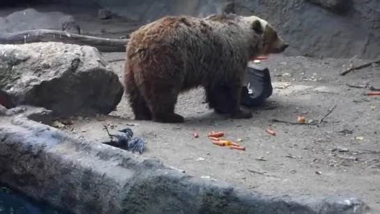 In the Budapest zoo a bear rescued a drowning crow