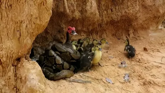 Primitive Man Saves Family Duck From Python Attack -Amazing rescue animal