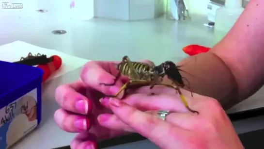 Dinosaur Insect - Giant Weta