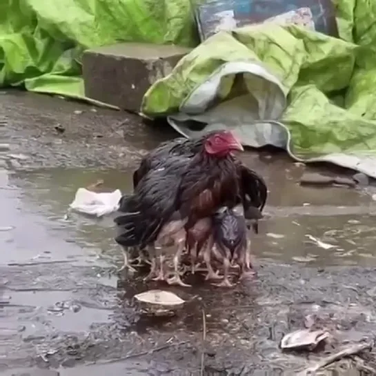 Мама-курица спасает своих детей от дождя