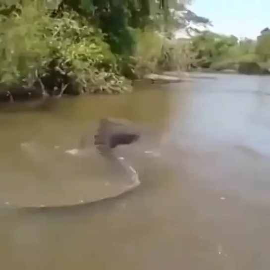 Fishermen scared the hell out of a huge anaconda.