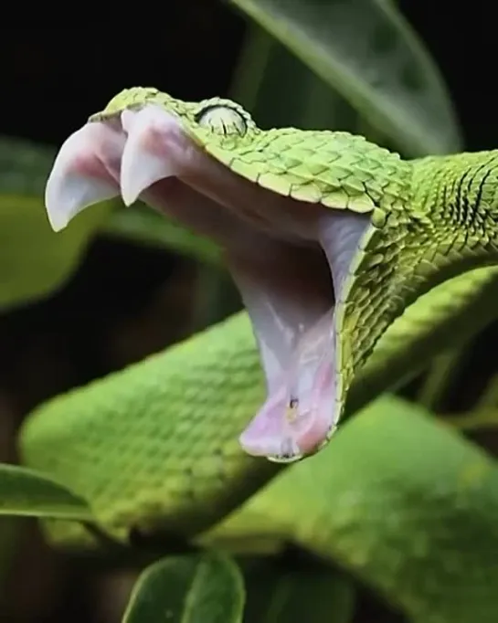 Vipera Verde