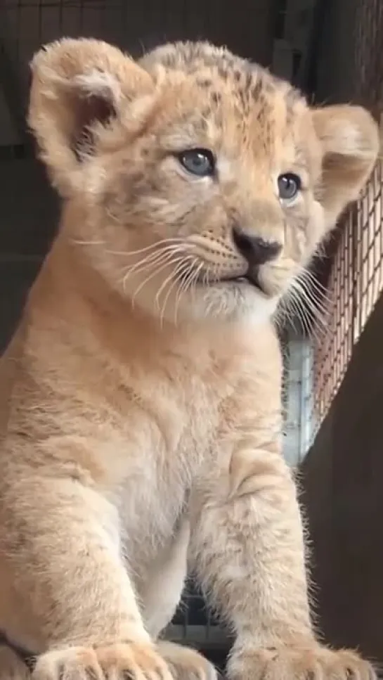 Have you ever heard lion cubs meow?