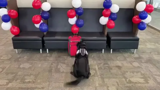 This service dog spent his entire life searching for explosives in his Luggage. This is his last suitcase before retiring