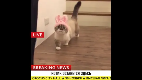 Breaking news: «Высшая Лига»