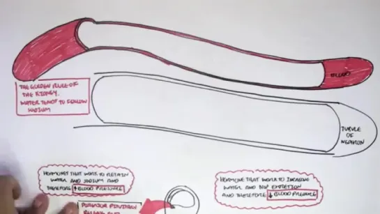 Part I - Regulation of Blood Pressure (Hormones)