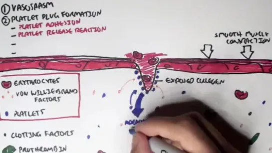 Hemostasis