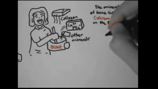 Bone Homeostasis (Calcium and Phosphorus) Part II