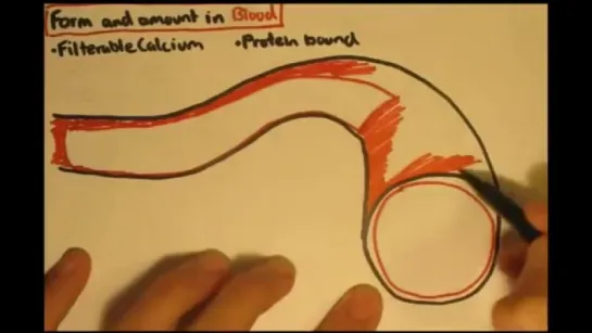 Bone Homeostasis (Calcium and Phosphorus) Part I