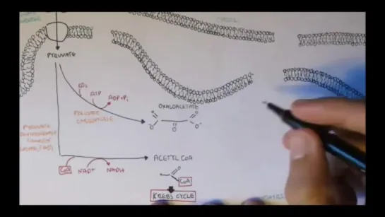 Human Metabolism Map IV - Acetyl Coa Transport