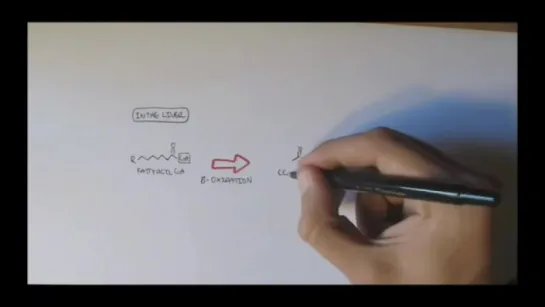 Human Metabolism Map VIII - Ketone Body Production